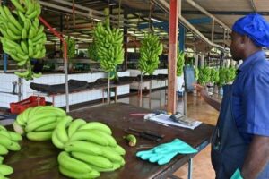 Lire la suite à propos de l’article Bananes : les exportations du 2ᵉ employeur du Cameroun atteignent 4 000 T en décembre 2024, une première depuis 7 ans
