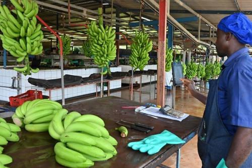 You are currently viewing Bananes : les exportations du 2ᵉ employeur du Cameroun atteignent 4 000 T en décembre 2024, une première depuis 7 ans