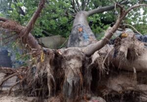 Lire la suite à propos de l’article Sanaga-Maritime : 04 enfants tués par la chute d’un baobab lors d’un orage