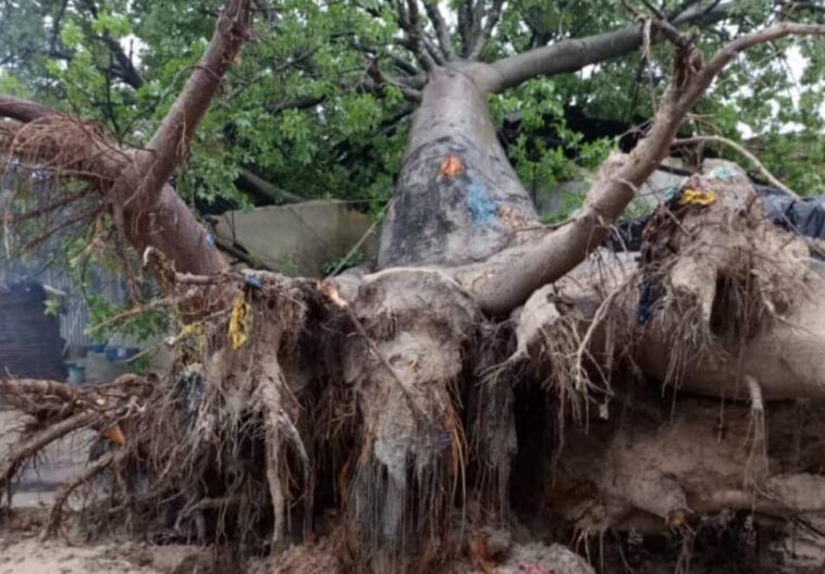You are currently viewing Sanaga-Maritime : 04 enfants tués par la chute d’un baobab lors d’un orage